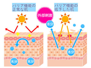 乾燥肌のメカニズム