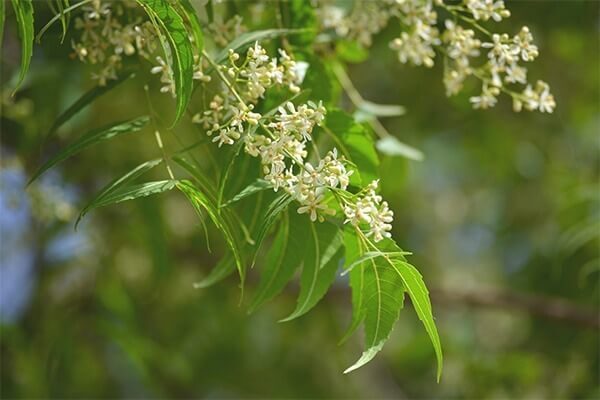 about-neem_img2