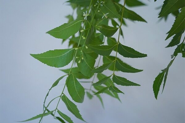 neem-leaf